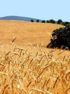 plan-agroalimentario-nacional